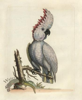 Edwards Parrot 03.jpg